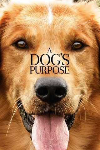 A Dog's Purpose Soundtrack